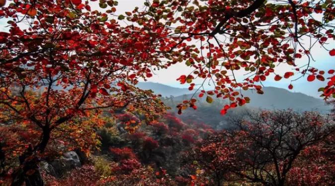 沂蒙山云蒙景區攻略_沂蒙山云蒙山_沂蒙山云蒙景區門票