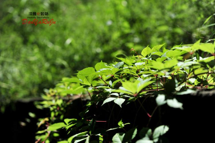 山葉口景區游玩攻略_山葉口景區游記_山葉口風景區