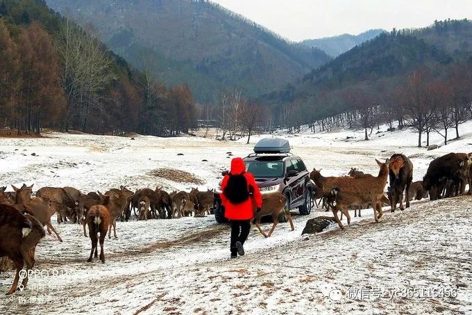 伊春旅游攻略自駕游_自駕游伊春風景區最佳線路_自駕攻略旅游伊春游路線