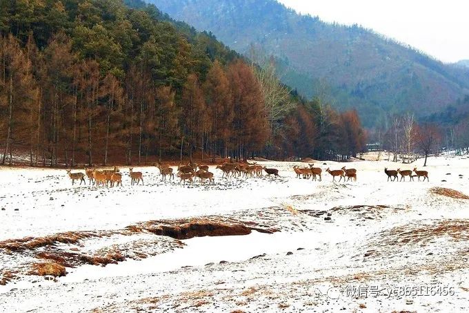 伊春旅游攻略自駕游_自駕游伊春風景區最佳線路_自駕攻略旅游伊春游路線