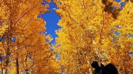 呼倫貝爾秋季旅游攻略_呼倫貝爾秋季旅游線路_秋季攻略呼倫貝爾旅游路線