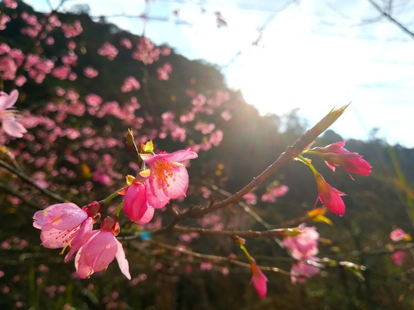 黃草鎮景點攻略_東江湖黃草鎮旅游攻略_去黃草鎮哪里住宿好