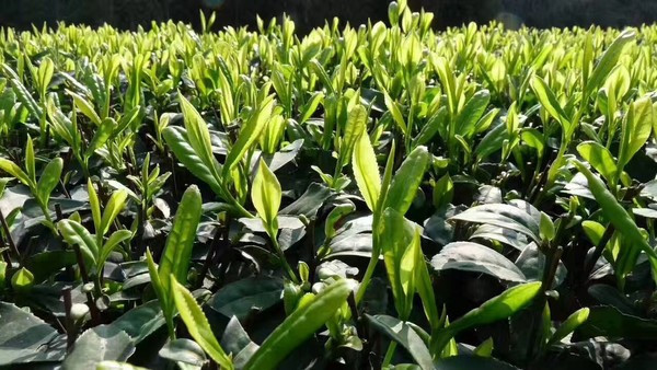 黃草鎮景點攻略_去黃草鎮哪里住宿好_東江湖黃草鎮旅游攻略