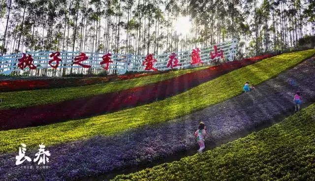 泰山村門票_長泰山重村旅游攻略_泰山村風(fēng)景區(qū)